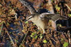 Mimus saturninus