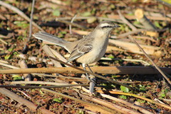 Mimus saturninus