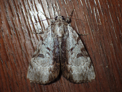 Catocala andromedae