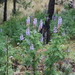 Lupinus elegans - Photo (c) Ma. Rocio Gama Hernández, some rights reserved (CC BY-NC), uploaded by Ma. Rocio Gama Hernández