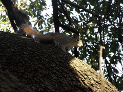 Sciurus alleni