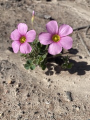 Oxalis imbricata