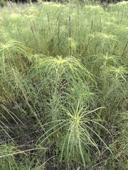 Helianthus salicifolius