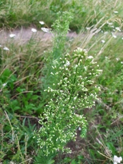 Erigeron canadensis
