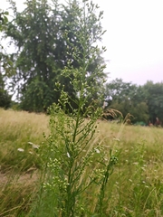 Erigeron canadensis