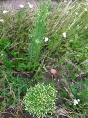Erigeron canadensis