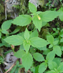 Erythranthe dentata