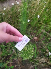 Erigeron canadensis