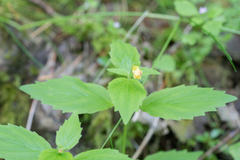 Erythranthe dentata