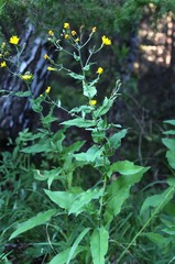 Hieracium reticulatum