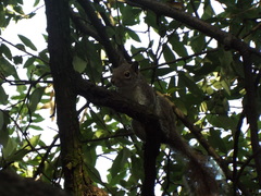 Sciurus alleni