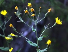 Hieracium reticulatum