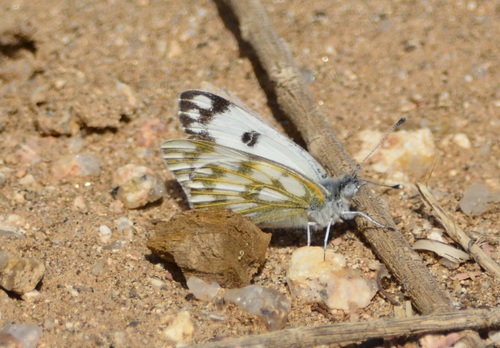 Desert Bath White