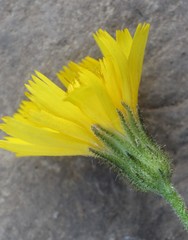 Hieracium reticulatum