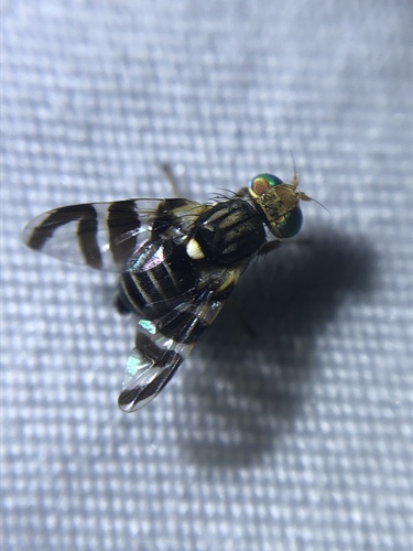 Rhagoletis juniperina