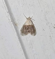 Lipocosmodes fuliginosalis