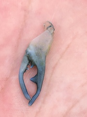 Betaeus longidactylus