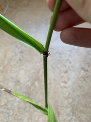 Lolium giganteum