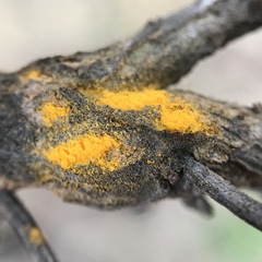 Puccinia evadens