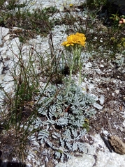 Jacobaea incana