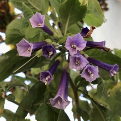 Iochroma