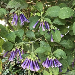 Iochroma