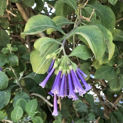 Iochroma