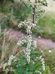 Artemisia vulgaris