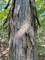 Carya carolinae-septentrionalis