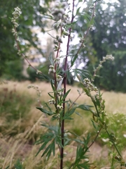 Artemisia vulgaris