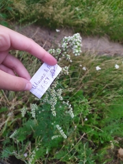Artemisia vulgaris