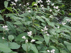 Koenigia campanulata