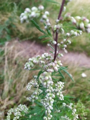 Artemisia vulgaris