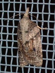 Platynota idaeusalis