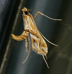 Lineodes fontella