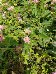 Lantana camara