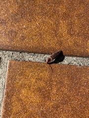 Stenagostus rhombeus