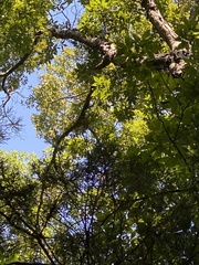 Carya carolinae-septentrionalis