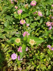 Lantana camara