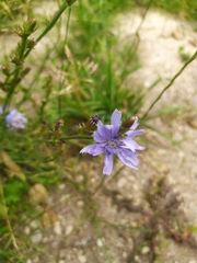 Cichorium intybus