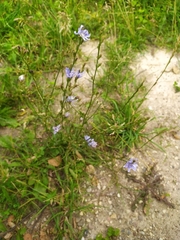 Cichorium intybus