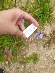 Cichorium intybus