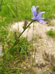 Cichorium intybus