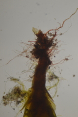 Trematodon boasii