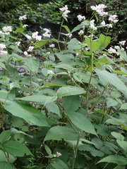 Koenigia campanulata