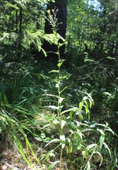 Hieracium reticulatum