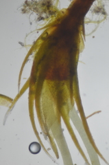 Trematodon boasii