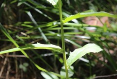 Hieracium reticulatum