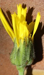 Hieracium reticulatum