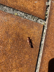 Stenagostus rhombeus